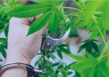 How Many Marijuana Arrests in Massachusetts.png