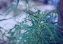 Massachusetts Marijuana Tax Revenue 2025.png
